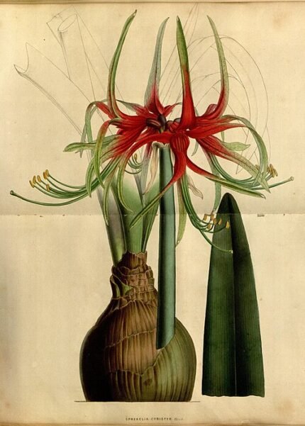 Hippeastrum cybister met witte bloemblaadjes en roze strepen.