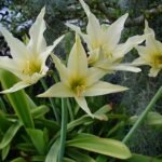Hippeastrum evansiae plant met grote witte bloemen en groene bladeren.