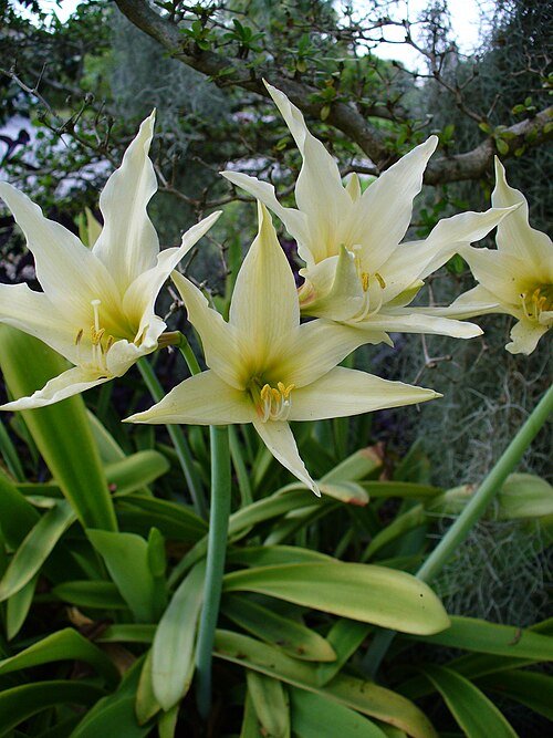 Hippeastrum evansiae plant met grote witte bloemen en groene bladeren.