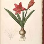 Rode Hippeastrum reginae bloem met witte strepen en groene bladeren.