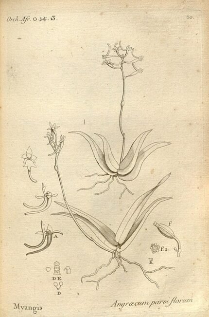 Illustratie van bloeiende Angraecopsis orchidee, exotisch en gedetailleerd.