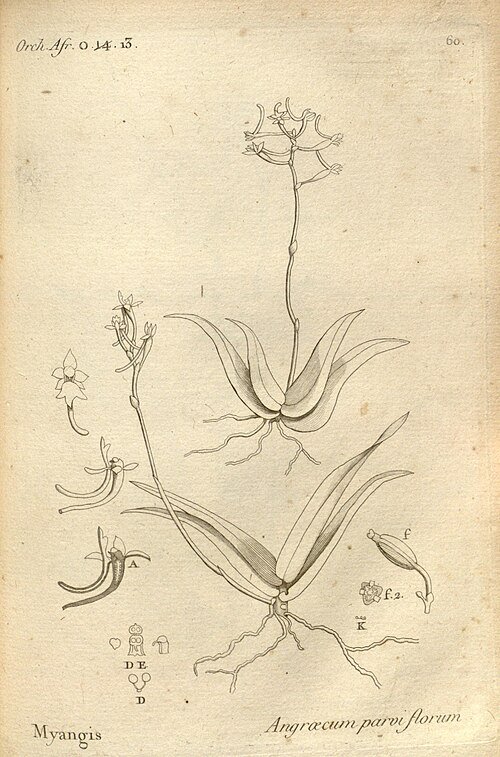 Illustratie van bloeiende Angraecopsis orchidee, exotisch en gedetailleerd.