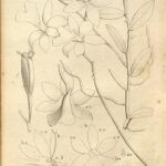Bloeiende Oeonia orchideeën op botanische illustratie - drie eilanden van Frankrijk.