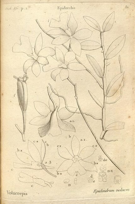 Bloeiende Oeonia orchideeën op botanische illustratie - drie eilanden van Frankrijk.