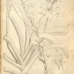 Botanische illustratie van Beclardia orchideeën in schaduwrijke setting.