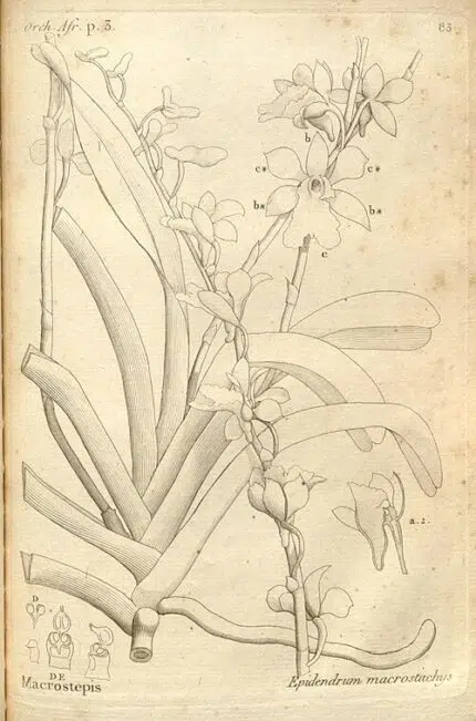 Botanische illustratie van Beclardia orchideeën in schaduwrijke setting.