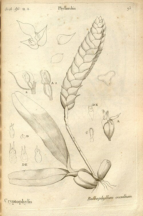 Bloeiende Bulbophyllum occultum orchidee met kleurrijke bloembladeren.
