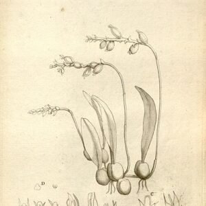 Bulbophyllum incurvum orchidee met unieke bloemen en bladeren.
