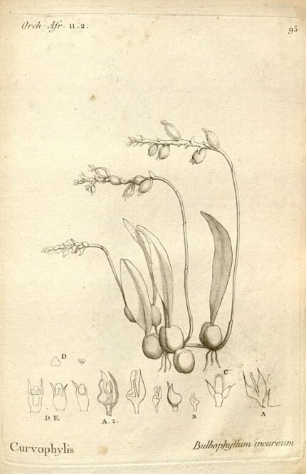 Bulbophyllum incurvum orchidee met unieke bloemen en bladeren.