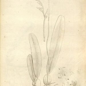 Bulbophyllum erectum orchidee op botanische illustratie in paars en groen.