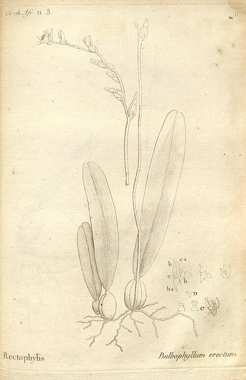 Bulbophyllum erectum orchidee op botanische illustratie in paars en groen.