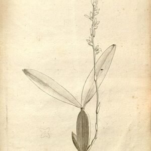 Bulbophyllum prismaticum orchidee met paarse en gele bloem op botanische illustratie.