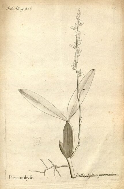 Bulbophyllum prismaticum orchidee met paarse en gele bloem op botanische illustratie.