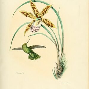 Prachtige Scuticaria hadwenii plant met groene bladeren en heldere bloemen.