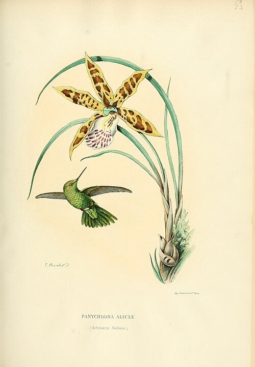 Prachtige Scuticaria hadwenii plant met groene bladeren en heldere bloemen.