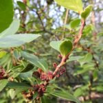 Maytenus magellanica met groene bladeren en witte bloemen op een heldere achtergrond.