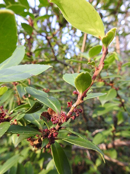 Maytenus magellanica met groene bladeren en witte bloemen op een heldere achtergrond.