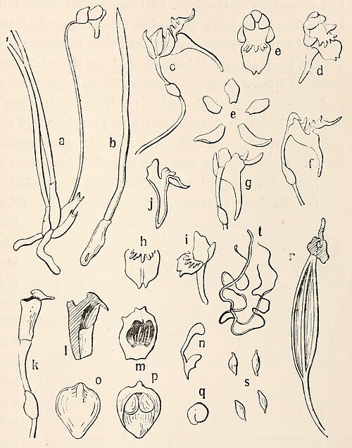 Holcoglossum quasipinifolium orchidee met witte bloemen op groene achtergrond.