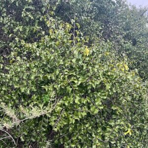Prunus ilicifolia boom met glanzende groenblijvende bladeren in bosomgeving.