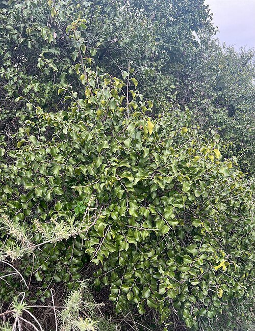 Prunus ilicifolia boom met glanzende groenblijvende bladeren in bosomgeving.