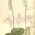 Holothrix orchidee-achtige plant met witte bloemen en groene bladvormen.