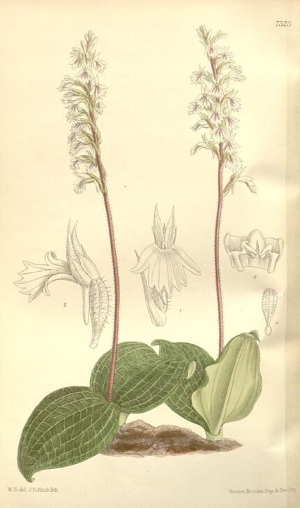 Holothrix orchidee-achtige plant met witte bloemen en groene bladvormen.