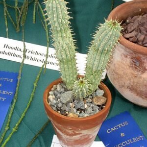 Hoodia plant met groene stekels en bloemen in botanische tuin.