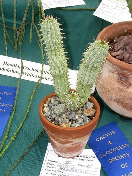 Hoodia plant met groene stekels en bloemen in botanische tuin.