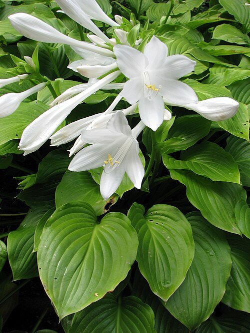Hosta plantaginea plant met grote, hartvormige bladeren en lila bloemen.