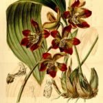 Houlletia brocklehurstiana orchidee bloem in volle bloei.