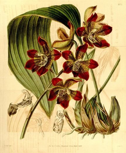 Houlletia brocklehurstiana orchidee bloem in volle bloei.