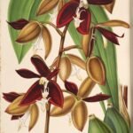 Illustratie van Houlletia odoratissima orchidee met groene bladeren en bloemen.