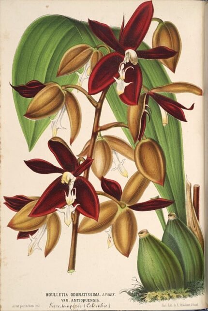 Illustratie van Houlletia odoratissima orchidee met groene bladeren en bloemen.