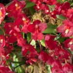 Howeara Lavaburst orchideebloemen in paarse bloei met groene bladeren.