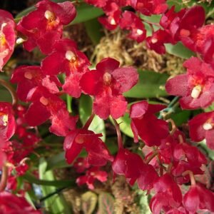 Howeara Lavaburst orchideebloemen in paarse bloei met groene bladeren.