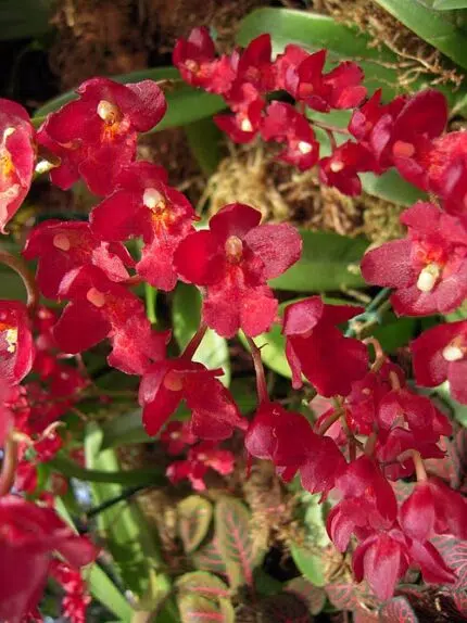 Howeara Lavaburst orchideebloemen in paarse bloei met groene bladeren.