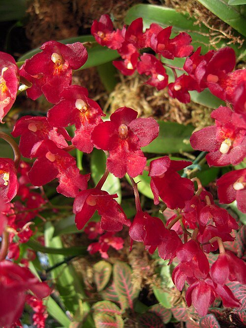 Howeara Lavaburst orchideebloemen in paarse bloei met groene bladeren.