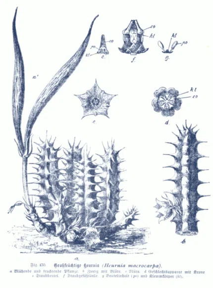 Huernia macrocarpa bloeiende succulentplant met gele bloemen.