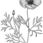 Gele Hunnemannia bloem in volle bloei tegen een heldere achtergrond.
