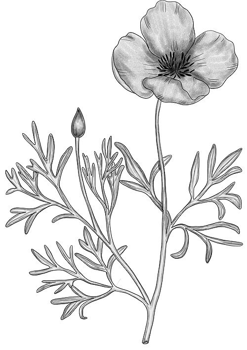 Gele Hunnemannia bloem in volle bloei tegen een heldere achtergrond.