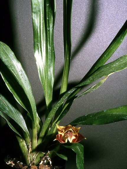 Paarse en witte bloem van de Huntleya fasciata orchidee.