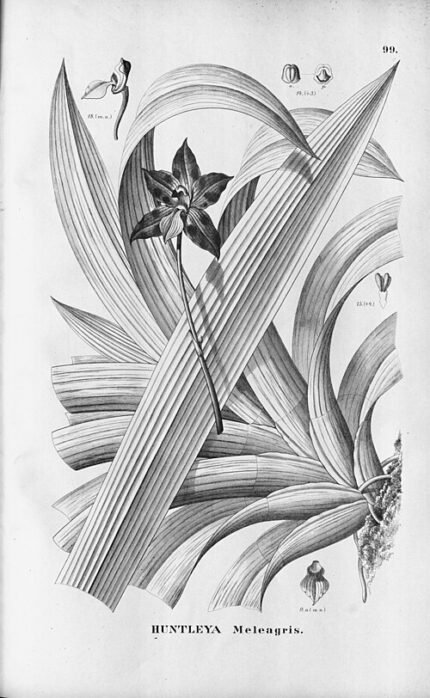 Huntleya meleagris orchidee met unieke bloemvorm en kleuren op kleigrond.