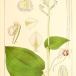 Botanische illustratie van Huttonaea pulchra orchidee met witte bloemen en groene bladeren.