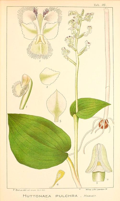 Botanische illustratie van Huttonaea pulchra orchidee met witte bloemen en groene bladeren.