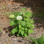 Witte bloemen van de Hydrangea (Annabelle) met groene bladeren.