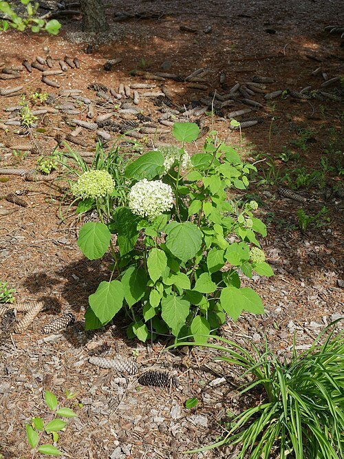 Witte bloemen van de Hydrangea (Annabelle) met groene bladeren.