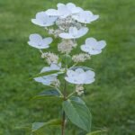 Pluimhortensia met pastelkleuren en groen blad.