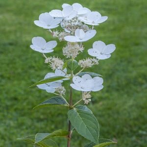 Pluimhortensia met pastelkleuren en groen blad.
