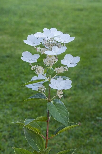 Pluimhortensia met pastelkleuren en groen blad.