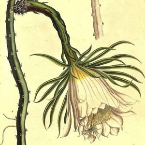 Selenicereus setaceus cactus met groene stengels en witte bloemen.